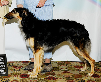 2011 Futurity Bitch, 21 months and under 24 - 2nd