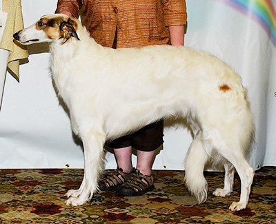 2011 Futurity Bitch, 21 months and under 24 - 4th