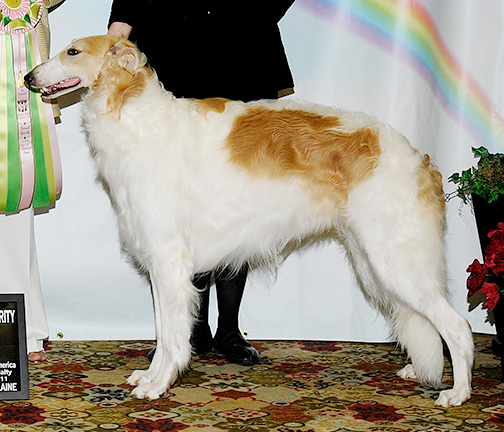 2011 Dog, 12 months and under 18 - 2nd