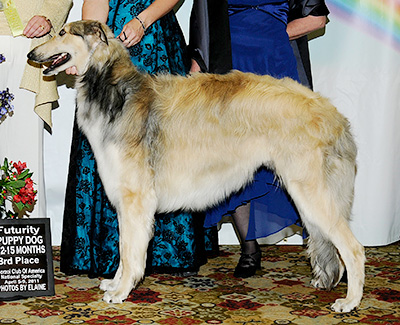2011 Futurity Dog, 12 months and under 15 - 3rd
