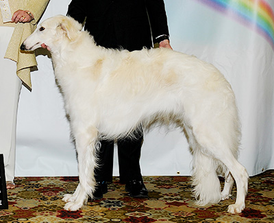 2011 Futurity Dog, 15 months and under 18 - 4th
