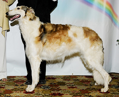 2011 Futurity Dog, 18 months and under 21 - 2nd