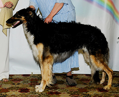 2011 Futurity Dog, 21 months and under 24 - 1st