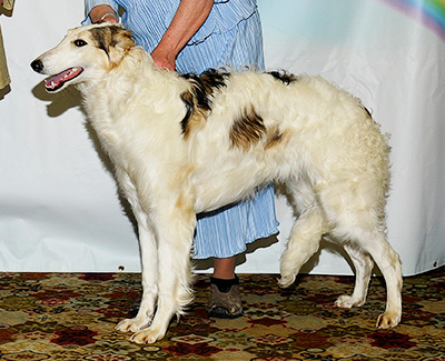 2011 Futurity Dog, 6 months and under 9 - 1st