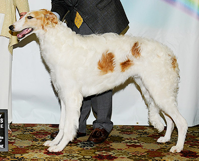 2011 Futurity Dog, 6 months and under 9 - 2nd