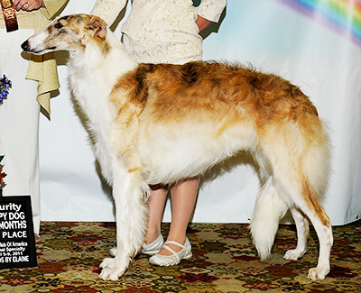 2011 Futurity Dog, 9 months and under 12 - 2nd