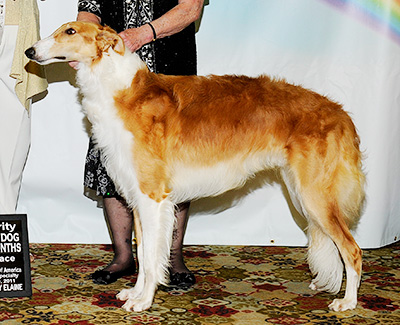 2011 Futurity Dog, 9 months and under 12 - 4th