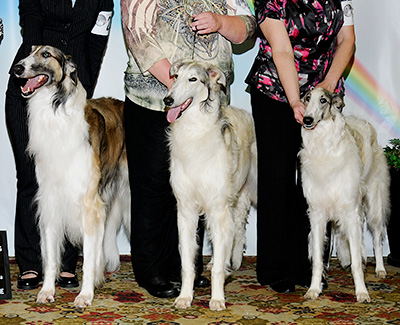 2011 Stud Dog Class - 1st