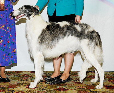 2011 Puppy Sweepstakes Bitch, 12 months and under 15 - 2nd