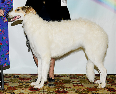 2011 Futurity Dog, 9 months and under 12 - 3rd