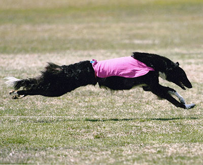 2012 ASFA Lure Coursing Veteran 1st