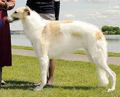 2012 Dog, 12 months and under 18 - 1st