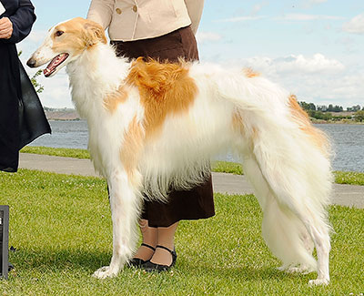 2012 Dog, 12 months and under 18 - 3rd