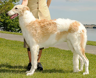 2012 Dog, 6 months and under 9 - 3rd