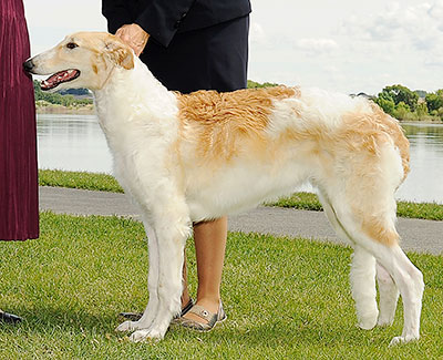 2012 Futurity Dog, 6 months and under 9 - 4th