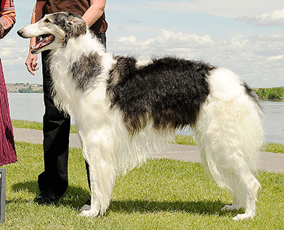 2012 Dog, Amerian Bred - 1st