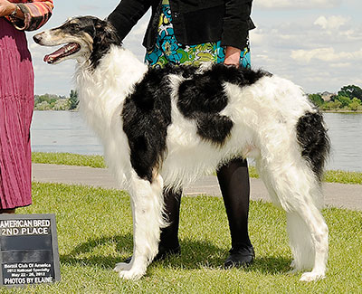 2012 Dog, Amerian Bred - 2nd