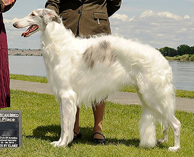 2012 Dog, Amerian Bred - 3rd