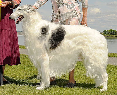 2012 Dog, Bred by Exhibitor - 3rd