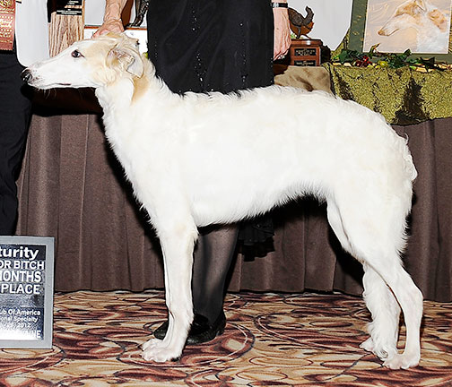 2012 Futurity Bitch, 6 months and under 9 - 2nd