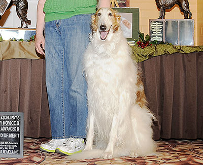 2012 Obedience Award of Merit