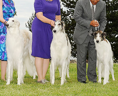 2012 Stud Dog Class - 2nd