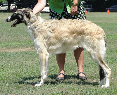 2013 ASFA Lure Coursing Open 2nd