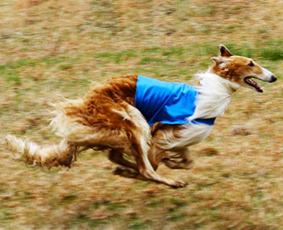 2013 ASFA Lure Coursing Open 3rd