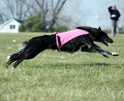 2013 ASFA Lure Coursing Special 2nd