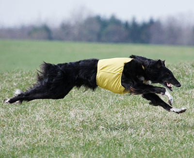 2013 ASFA Lure Coursing Field Champion 4th