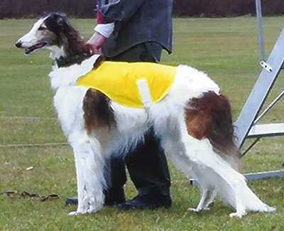 2013 ASFA Lure Coursing Veteran NBQ