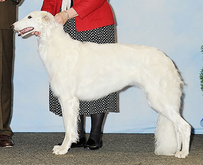 2013 Bitch, Bred by Exhibitor - 1st