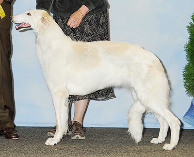 2013 Bitch, Bred by Exhibitor - 3rd