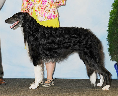 2013 Dog, Bred by Exhibitor - 1st