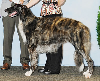 2013 Dog, 12 months and under 18 - 4th