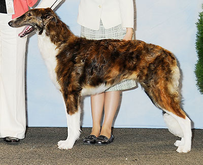 2013 Dog, 6 months and under 9 - 2nd