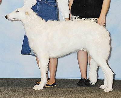 2013 Dog, 6 months and under 9 - 3rd