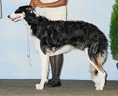 2013 Dog, 9 months and under 12 - 2nd