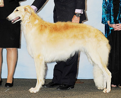 2013 Dog, 9 months and under 12 - 3rd