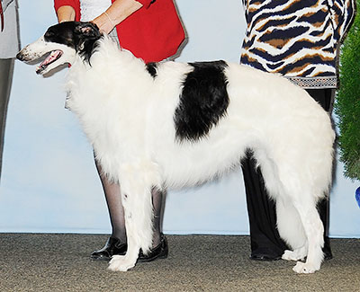 2013 Dog, Amerian Bred - 2nd