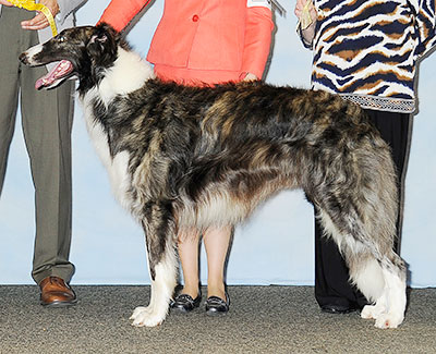 2013 Dog, Amerian Bred - 3rd