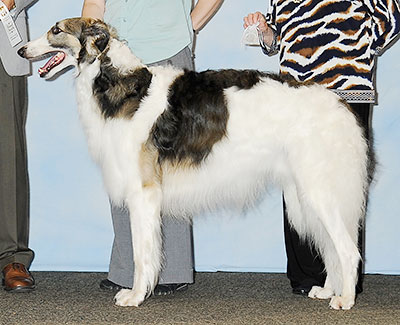 2013 Dog, Amerian Bred - 4th