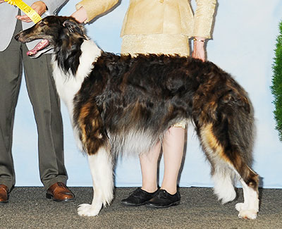 2013 Dog, Bred by Exhibitor - 3rd