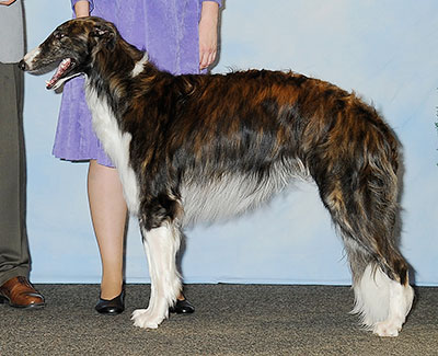 2013 Dog, Bred by Exhibitor - 4th