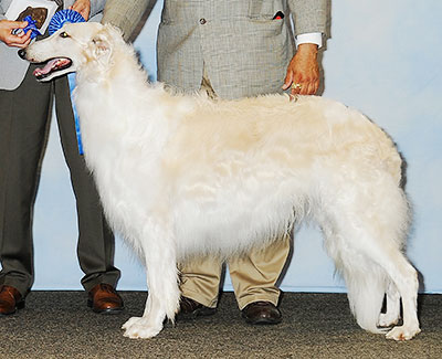 2013 Dog, Open - 1st