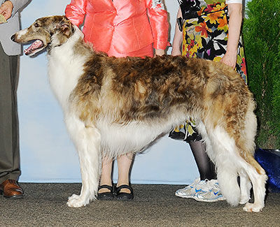 2013 Dog, Open - 3rd