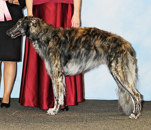2013 Futurity Dog, 18 months and under 21 - 1st