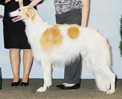 2013 Futurity Dog, 21 months and under 24 - 2nd