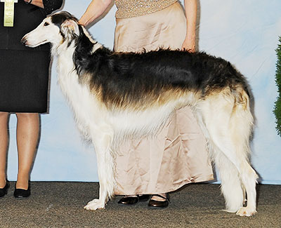 2013 Futurity Dog, 21 months and under 24 - 3rd