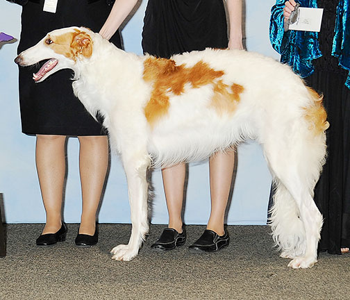 2013 Futurity Dog, 9 months and under 12 - 4th